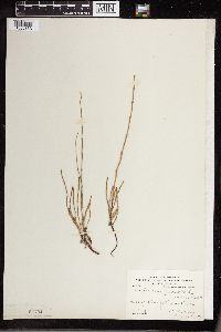 Equisetum palustre image
