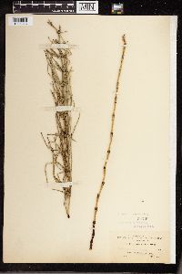 Equisetum palustre image