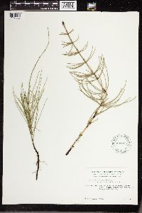 Equisetum palustre image