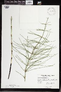 Equisetum palustre image