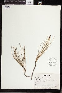 Equisetum palustre image