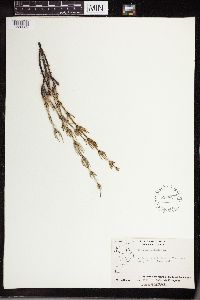 Equisetum palustre image