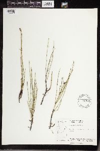 Equisetum palustre image