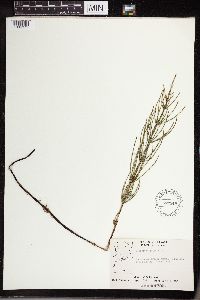Equisetum palustre image