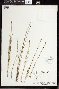 Equisetum palustre image