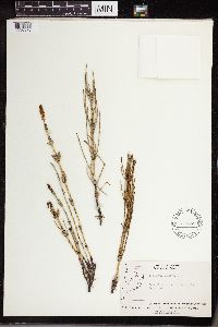 Equisetum palustre image