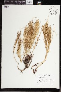 Equisetum palustre image