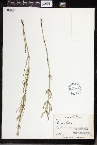 Equisetum palustre image