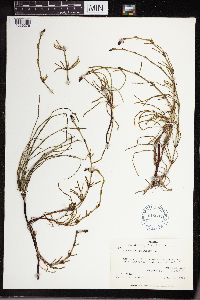 Equisetum palustre image
