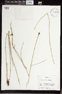 Equisetum laevigatum image