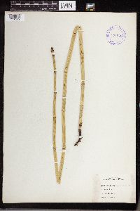 Equisetum laevigatum image