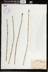 Equisetum laevigatum image