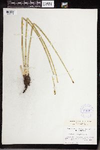 Equisetum laevigatum image