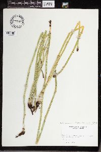 Equisetum laevigatum image