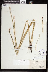 Equisetum laevigatum image