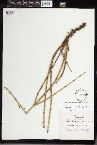 Equisetum laevigatum image