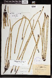 Equisetum laevigatum image