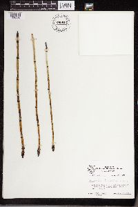 Equisetum laevigatum image
