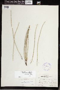 Equisetum laevigatum image