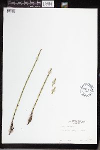Equisetum laevigatum image