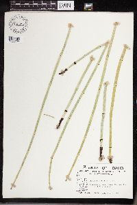 Equisetum laevigatum image