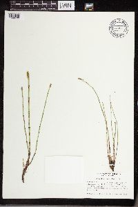 Equisetum laevigatum image