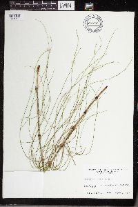 Equisetum littorale image
