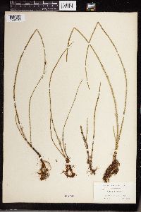 Equisetum littorale image