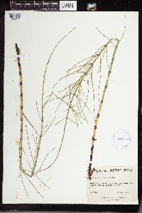 Equisetum littorale image