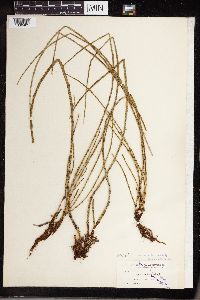 Equisetum littorale image