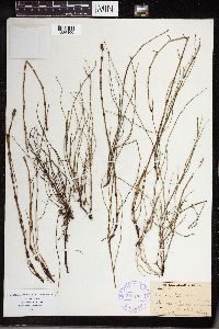 Equisetum littorale image