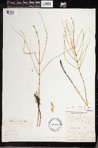 Equisetum littorale image