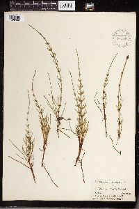 Equisetum littorale image