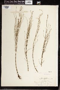 Equisetum littorale image