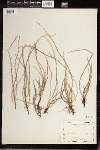 Equisetum littorale image