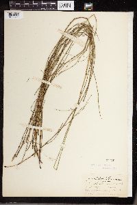 Equisetum littorale image