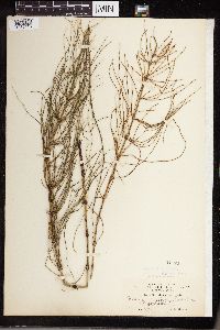 Equisetum littorale image