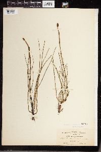 Equisetum littorale image