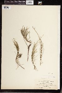 Equisetum littorale image