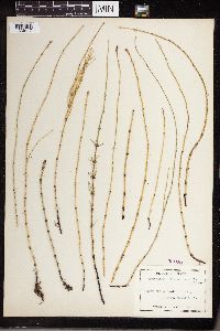 Equisetum littorale image