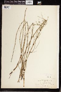 Equisetum littorale image