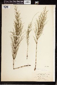 Equisetum littorale image