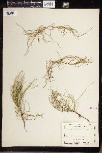 Equisetum littorale image