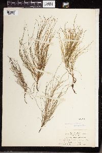 Equisetum littorale image