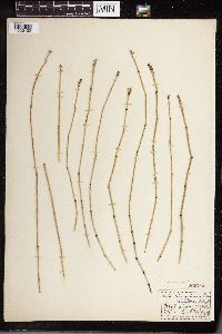 Equisetum x nelsonii image