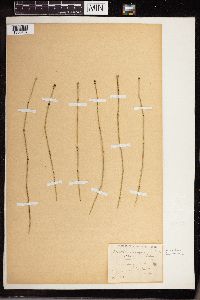 Equisetum x nelsonii image