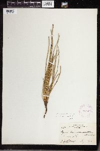 Equisetum x nelsonii image