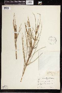 Equisetum palustre image