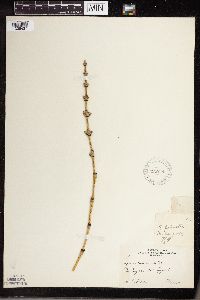 Equisetum palustre image