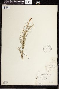 Equisetum palustre image